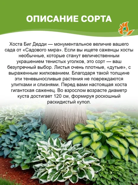 Хоста Биг Дедди