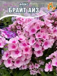 Флокс Брайт Айс