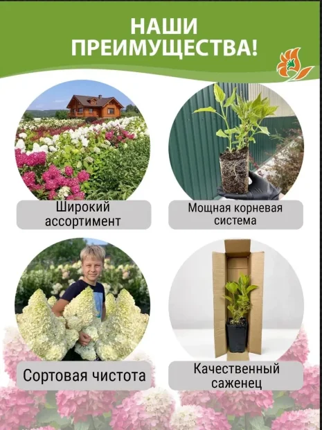 Гортензия Сильвер Доллар (метельчатая) саженцы 