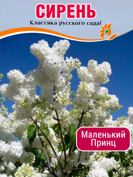 Сирень Маленький Принц (обыкновенная) саженцы 