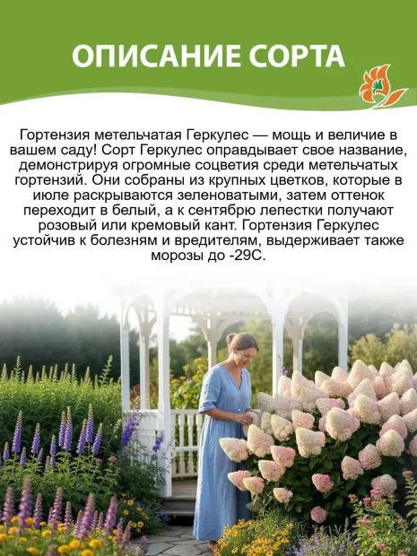 Гортензия Геркулес (метельчатая)  саженцы 