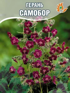 Герань Самобор (тёмно-бурая) Герань Самобор (тёмно-бурая)