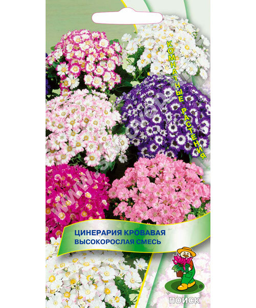 Цинерария Высокорослая смесь (кровавая) семена