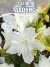 Азалия Адонис (японская)  саженцы 