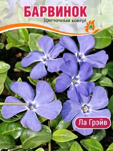 Барвинок Ла Грейв (малый)
