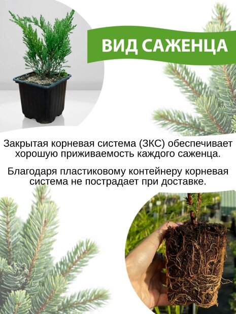 Можжевельник Альпина (горизонтальный)