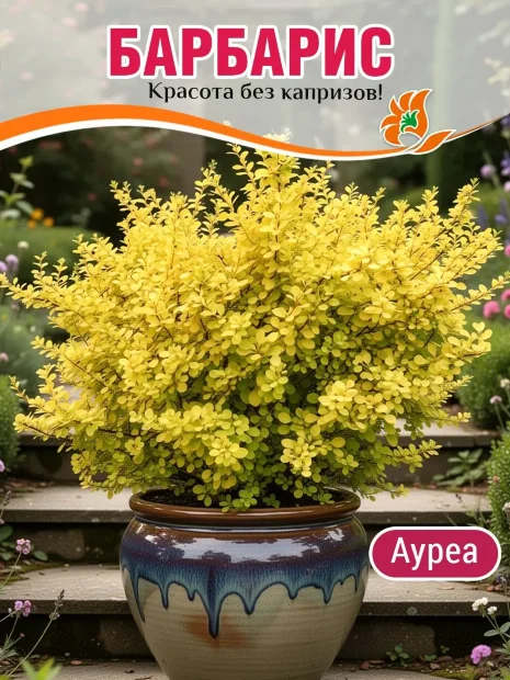 Барбарис Ауреа (Тунберга) саженцы 