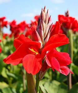 Канна Бриллиант