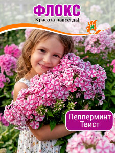 Флокс Пепперминт Твист (Р9) Флокс Пепперминт Твист (Р9)