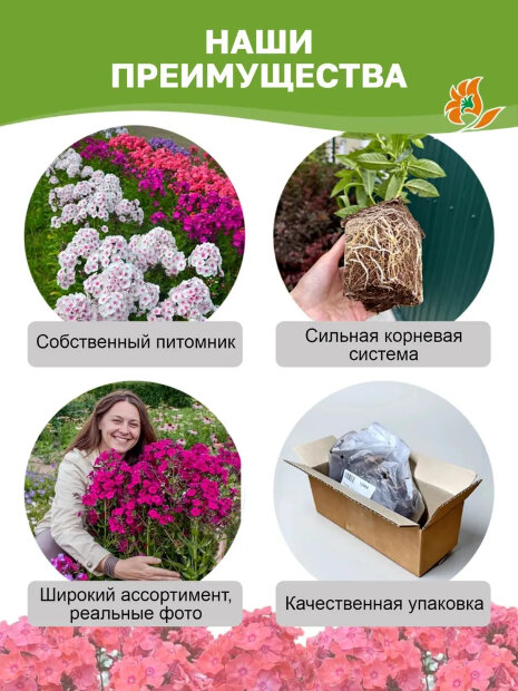 Флокс Шторм