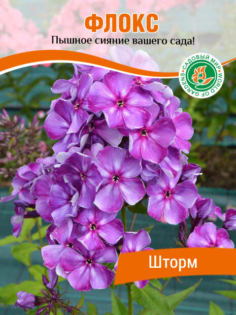 Флокс Шторм