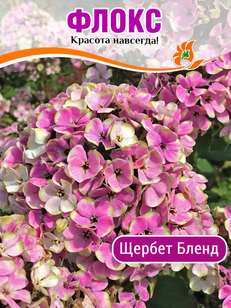 Флокс Щербет Бленд