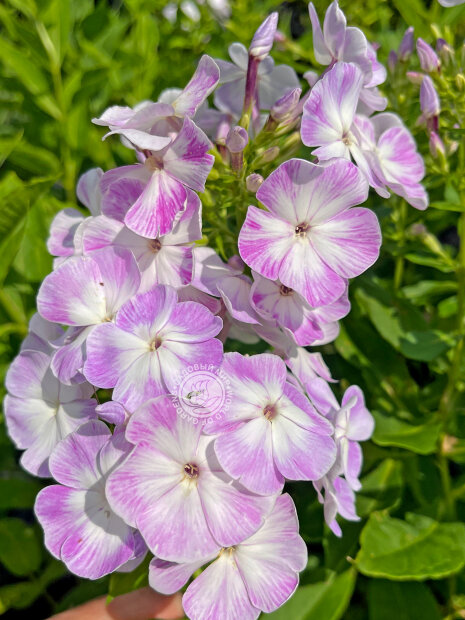 Флокс Герман
