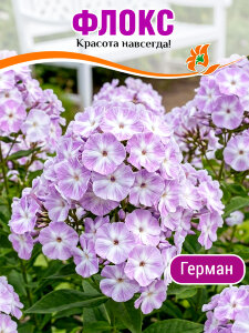 Флокс Герман Флокс Герман