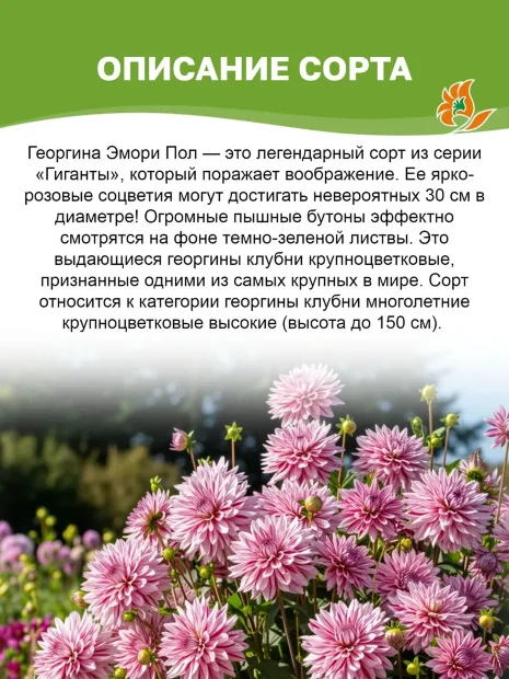 Георгин Эмори Пол (крупноцветковый)