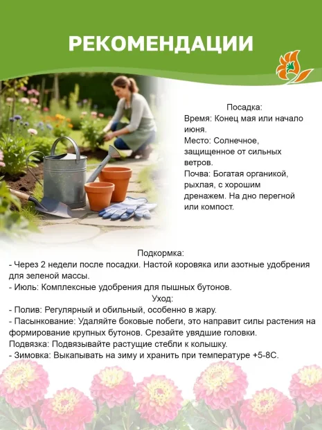Георгин Эмори Пол (крупноцветковый)