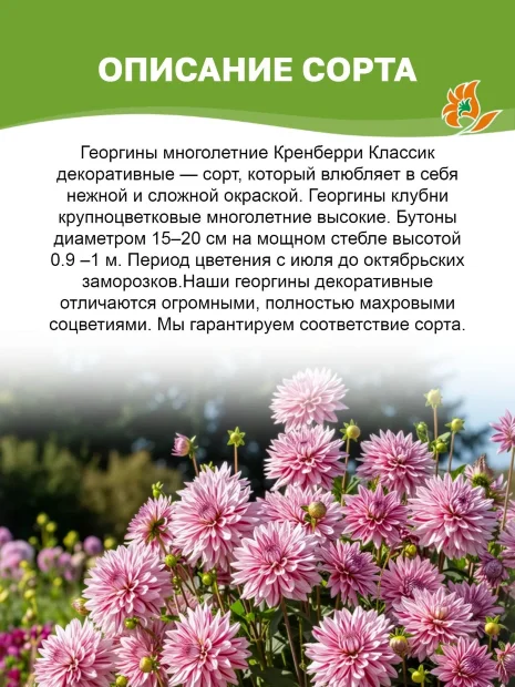 Георгин Кренберри Классик (декоративный)  