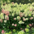 Форма куста и соцветия Hydrangea paniculata Bonfire
