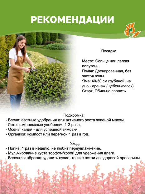 Барбарис Оранж Карпет (Тунберга) саженцы 