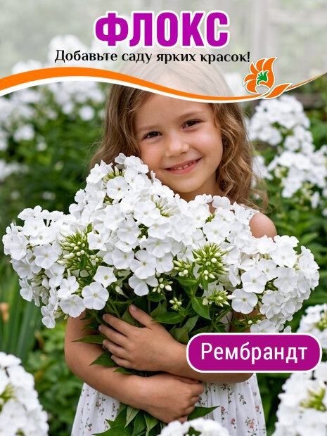 Флокс Рембранд 