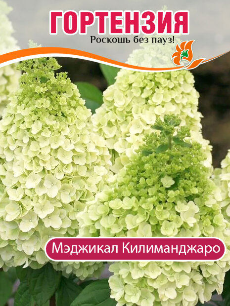 Гортензия Мэджикал Килиманджаро (метельчатая) саженцы 