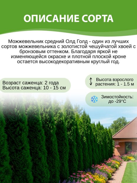 Можжевельник Олд Голд (средний)