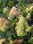 Гортензия Сандей Фрайз (метельчатая) саженцы 